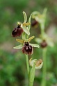 0038_Ophrys cfSphegodes